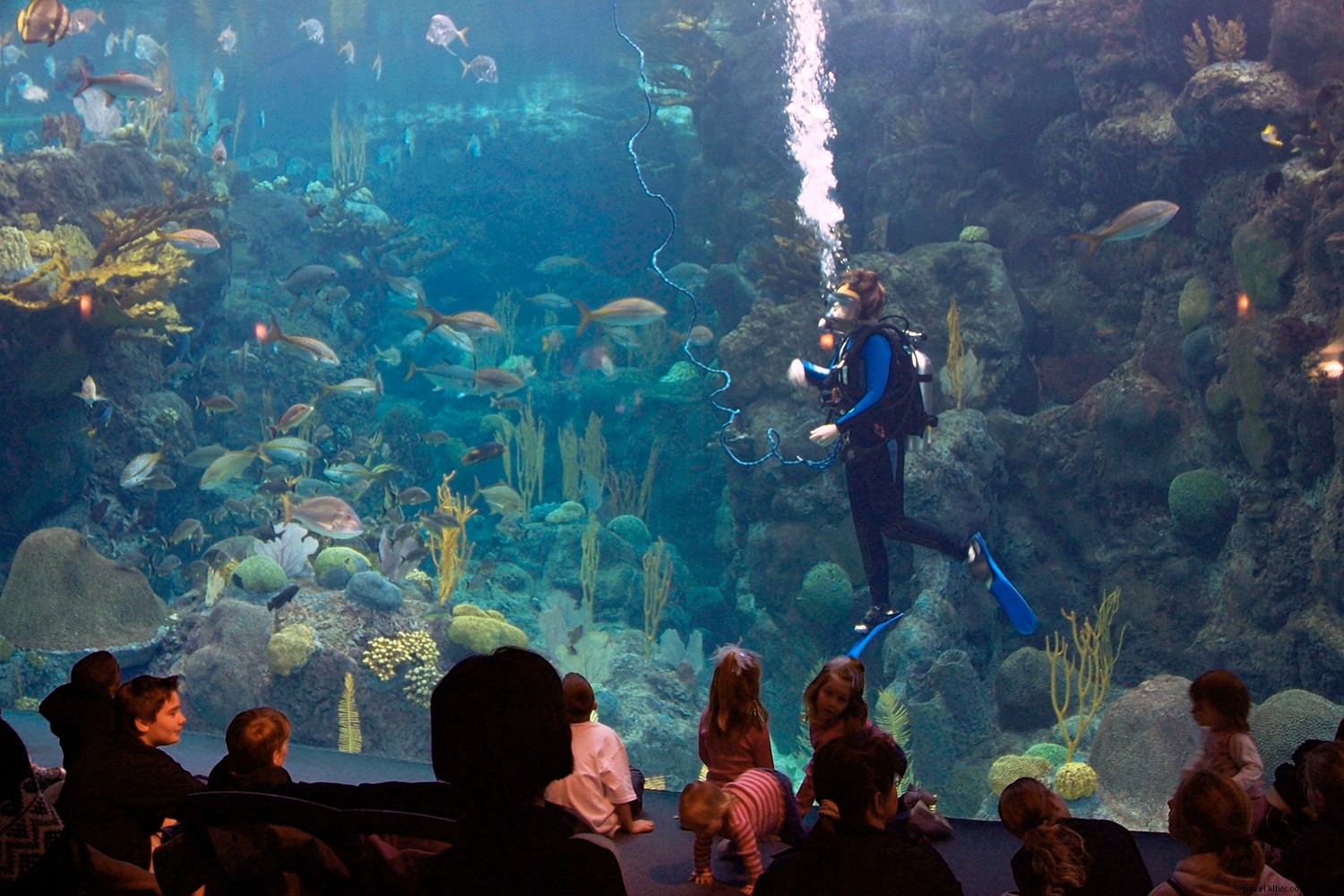 アメリカで最高の水族館 